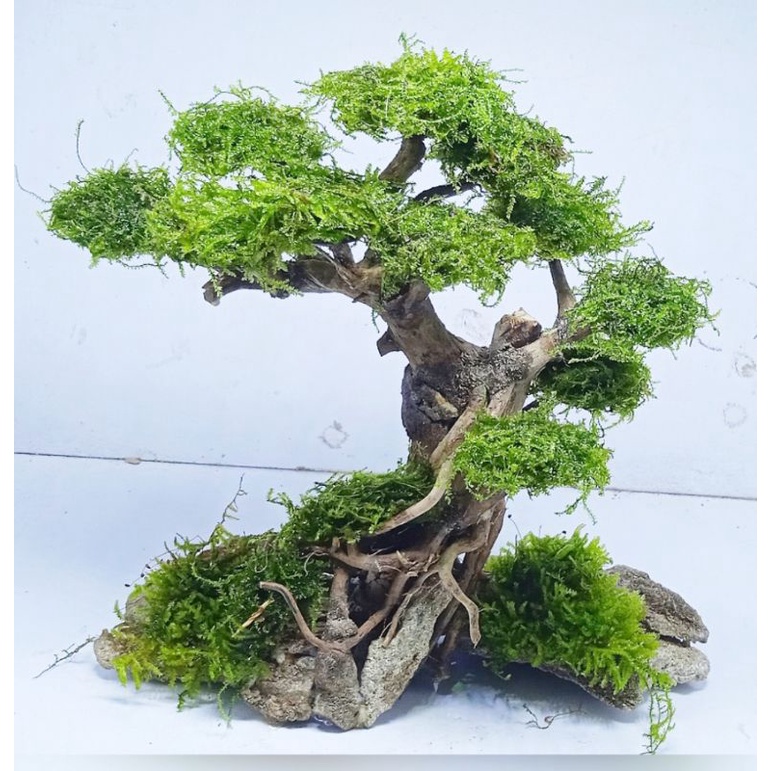 Jual bonsai aquascape bonus Moss wipping segar (COD) (daun sudah