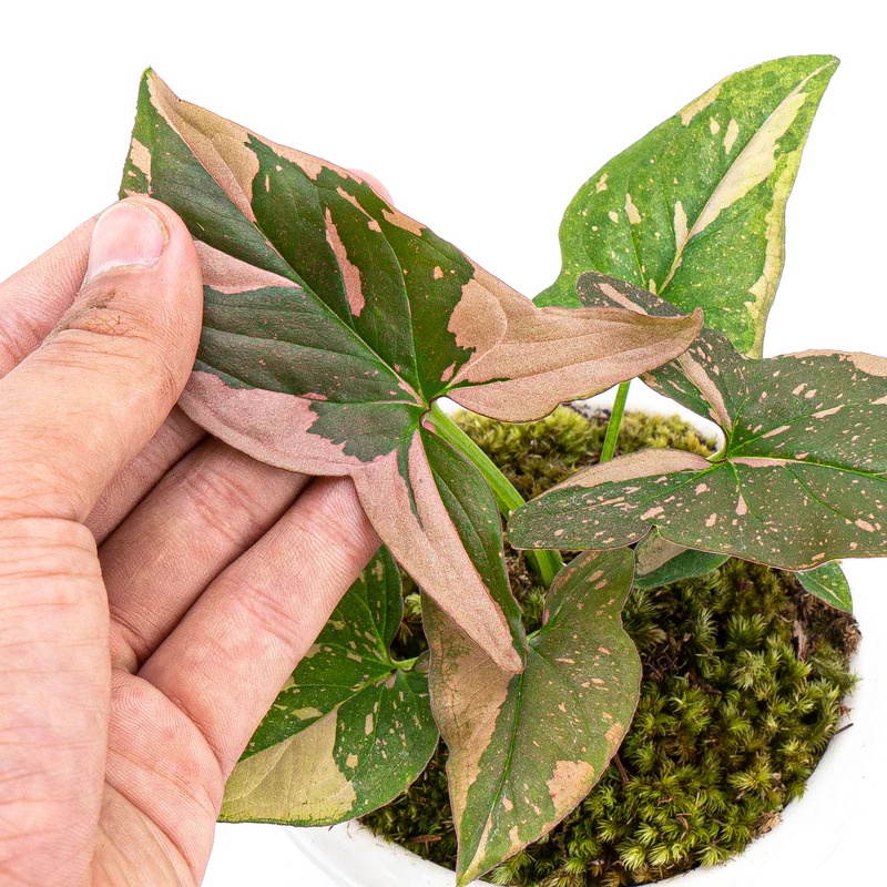 Jual Syngonium pink splash/ bunga syngonium pink splash/ tanaman hias(04)