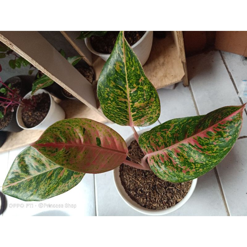 Jual Aglonema Big Roy, Aglonema Big Papa, Aglonema Big Mama Shopee