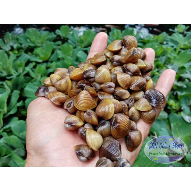 Jual Remis Laya Pensi Hidup / Segar Obat Liver Kerang Remis Laya (isi