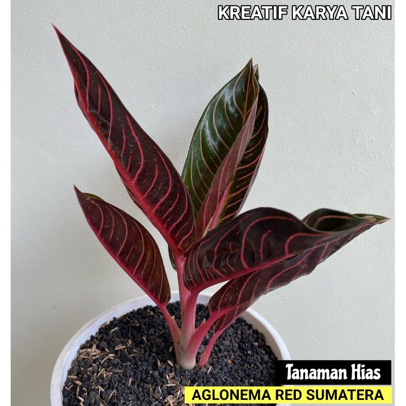 Jual Tanaman hias Aglonema red sumatera Aglonema red sumatra Pride(03)