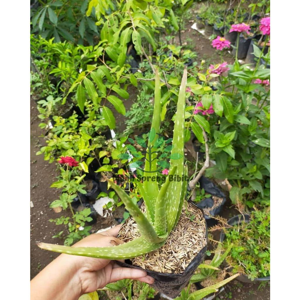 Jual HOT SALE! Bibit Lidah Buaya Aloevera HARGA PAKET ISI 3, Berat 550