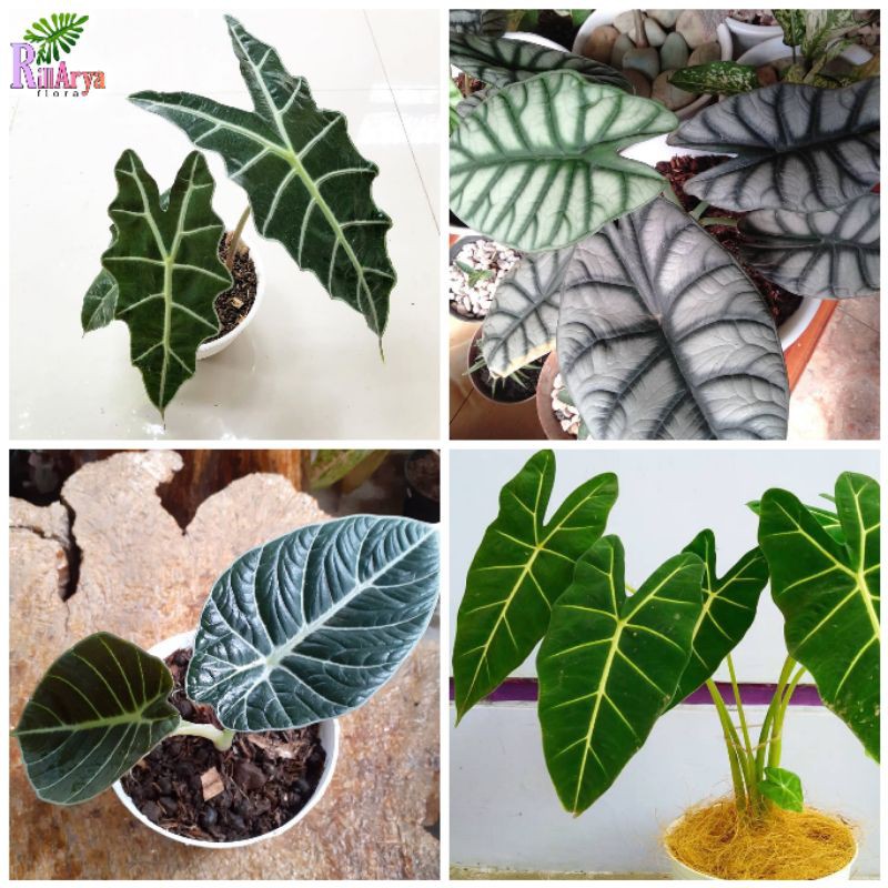 Jual PAKET HEMAT 4 JENIS KELADI EXOTIC ( Amazon, Black Velvet, Silver