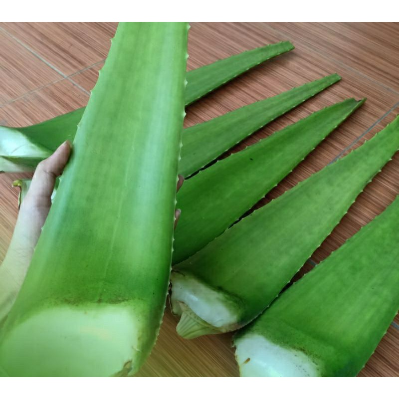 Jual batang lidah buaya segar Shopee Indonesia(03)