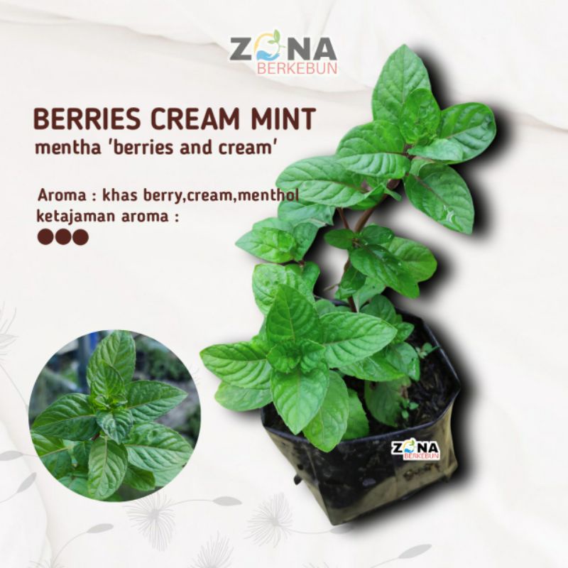 Jual Tanaman Toga Daun Mint Berries and Cream Mint / Tanaman Herbal