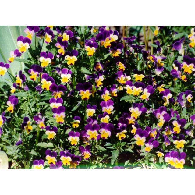 Jual Amefurashi 30 Biji Benih Bibit Viola Cornuta Edible Flower Tanaman