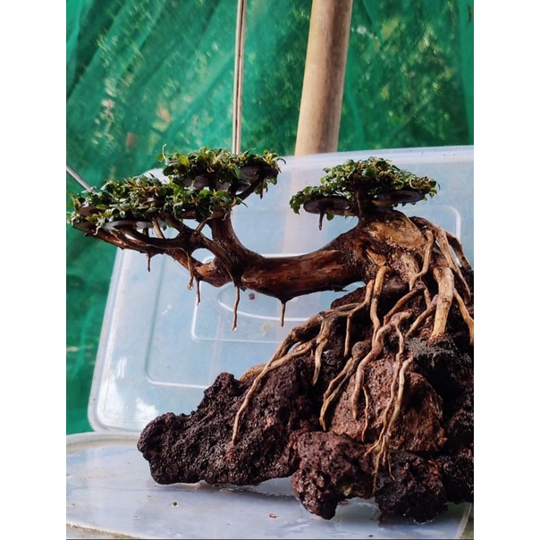 Jual [SOLD] Bonsai Aquascape full daun bucephalandra super mini