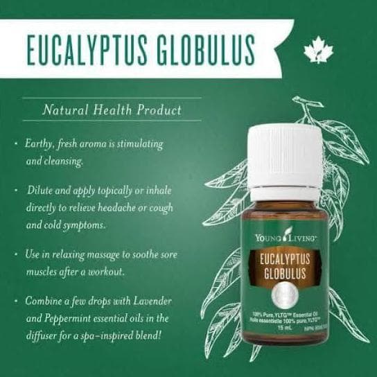 Jual YL Essential Oil Eucalyptus Globulus 15ml (Original Sealed