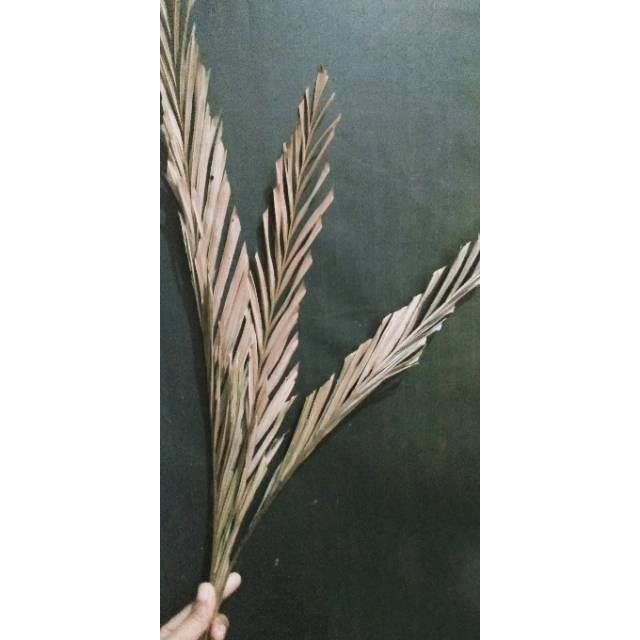 Jual 3 Batang Dried Palma Palem Palma Kering Shopee Indonesia(03)