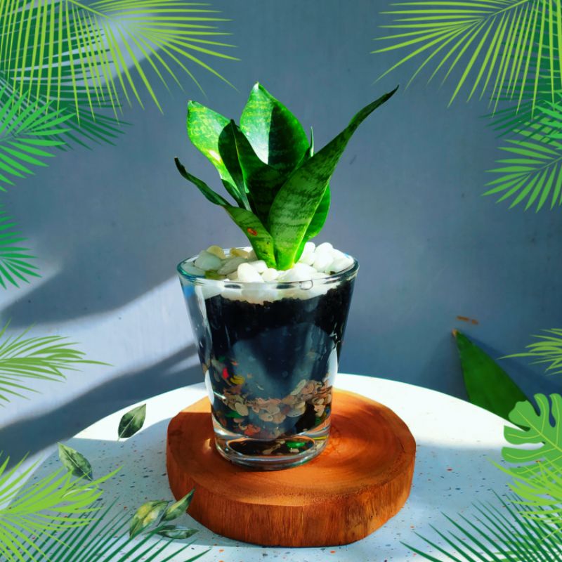 Jual Sansivera mini hijau plus virginia vas paket lengkap siap