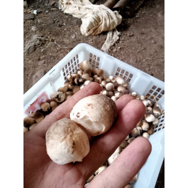 Jual Jamur merang segar Shopee Indonesia