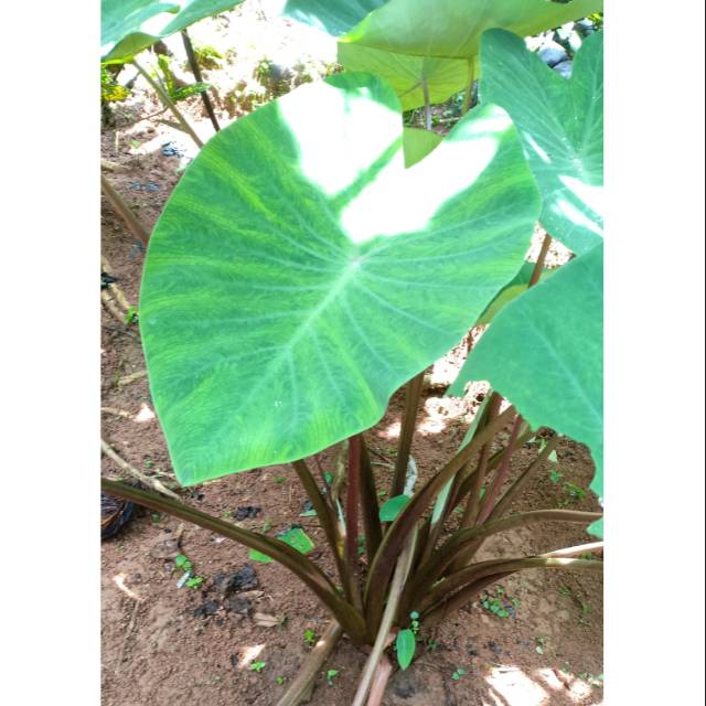 Jual Talas ungu/ lompong/ talas kimpul;sunda Shopee Indonesia(04)