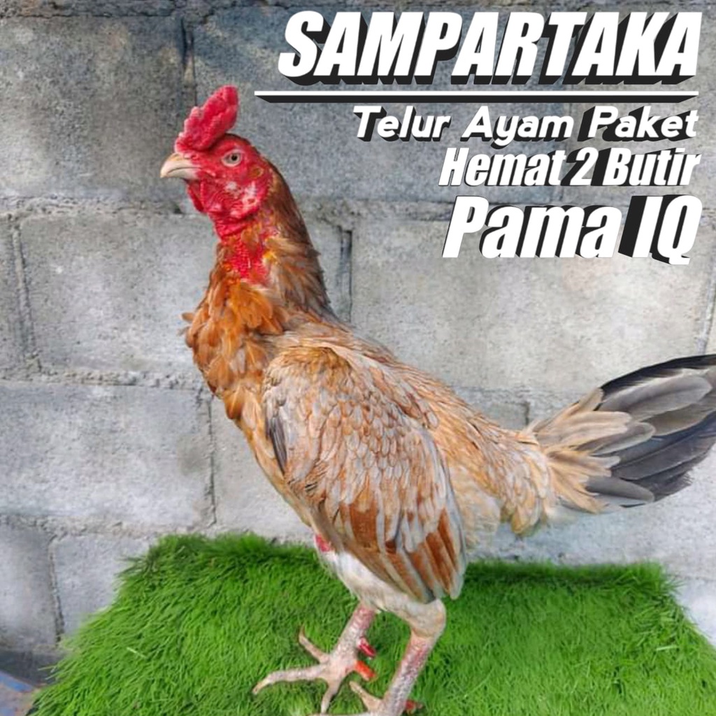 Jual ayam birma ori pama telur fertil paket 2 butir Shopee Indonesia