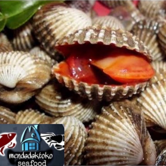 Jual kerang darah hidup seafood hasil laut segar Shopee Indonesia