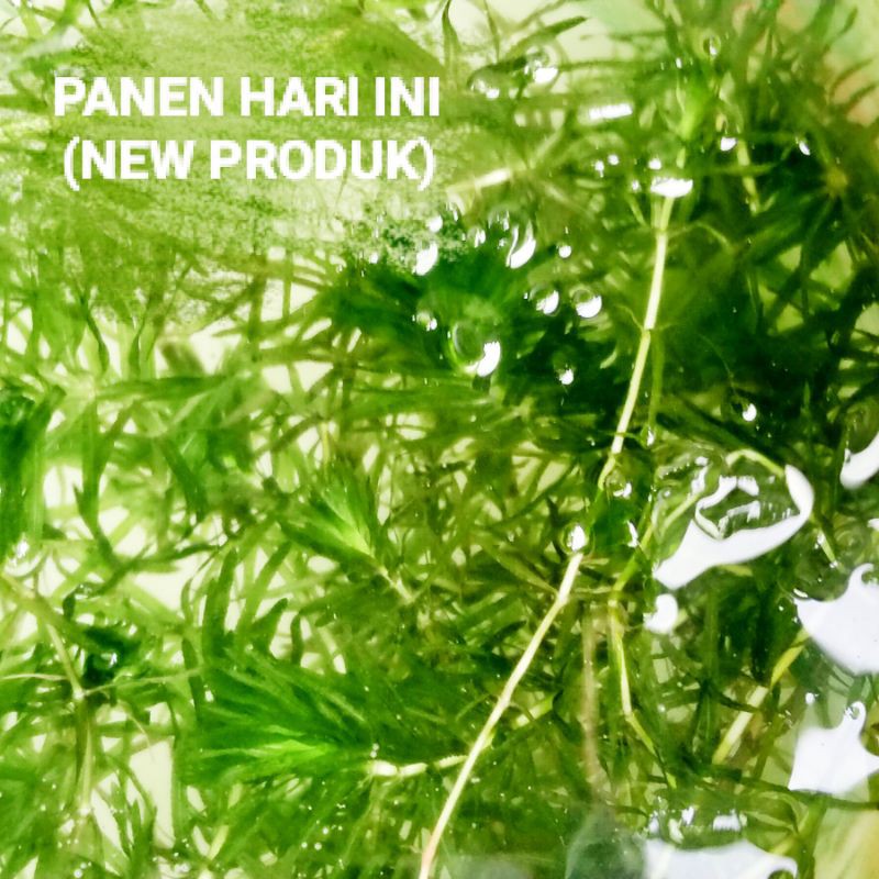 Jual PAKET HYDRILLA 1/2KG HIASAN AQUARIUM,TANAMAN AIR, HYDRILLA