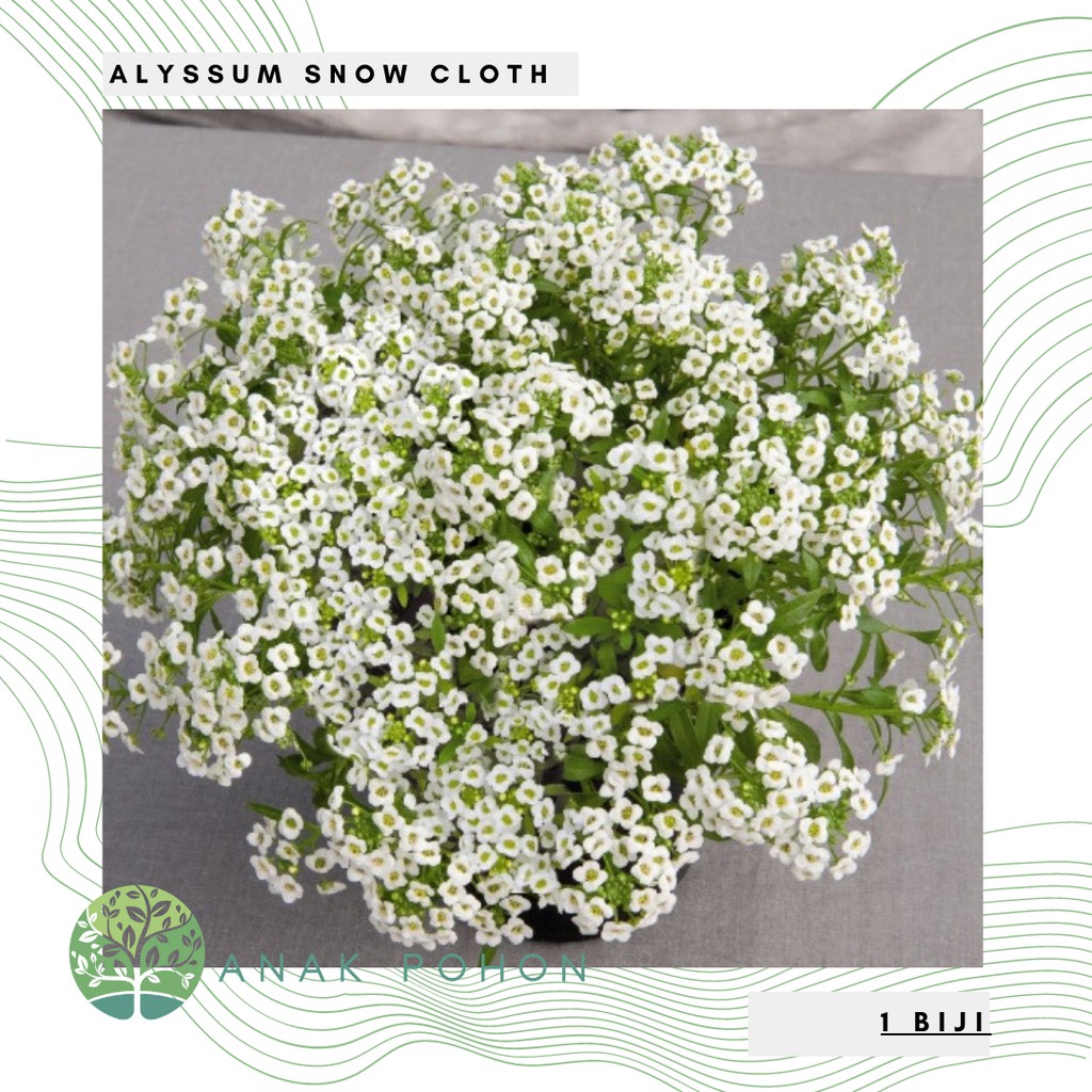 Jual Benih Bibit Biji Bunga Alyssum Snow Cloth (Lobularia maritima