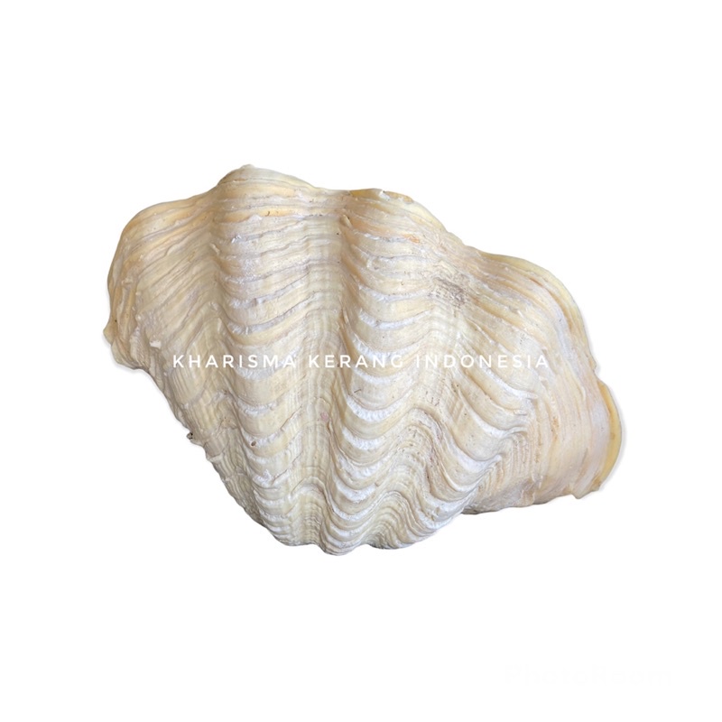 Jual TRIDACNA CROCEA SHELL TYPE AF THE BORING CLAM CROCUS CLAM SHELL