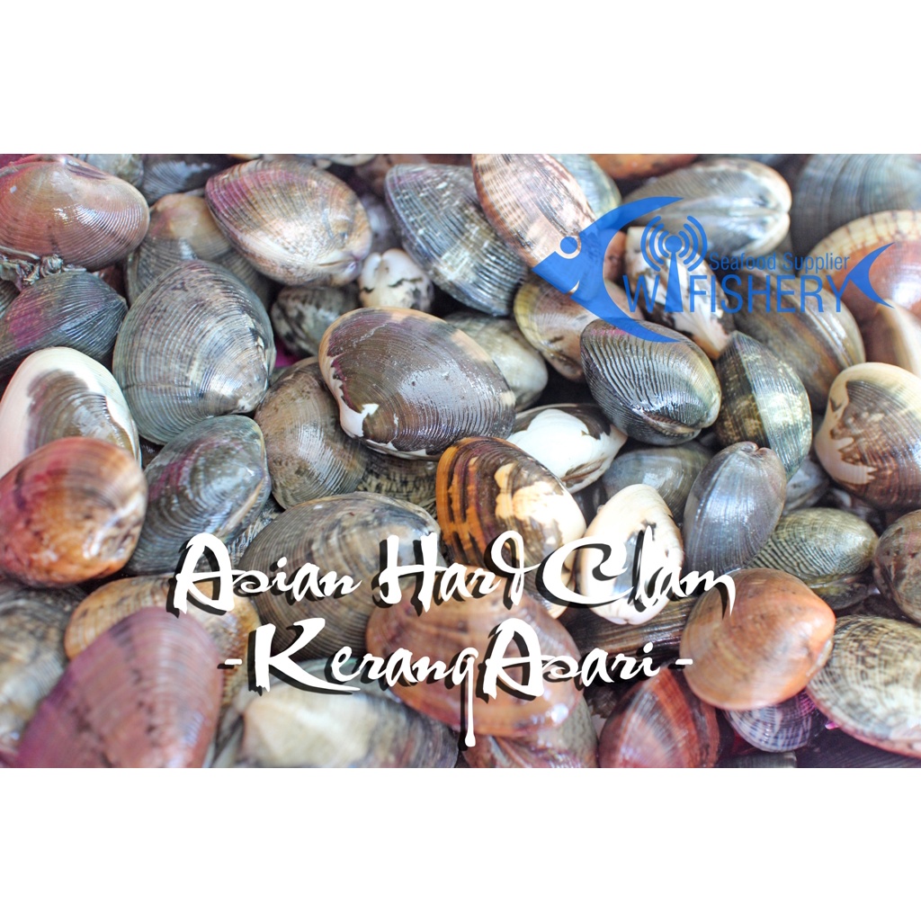 Jual Kerang Asari Beku Shopee Indonesia