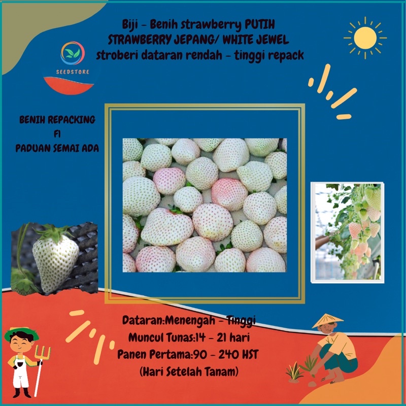 Jual 20 benih biji strawberry putih import / WHITE JEWEL STRAWBERRY
