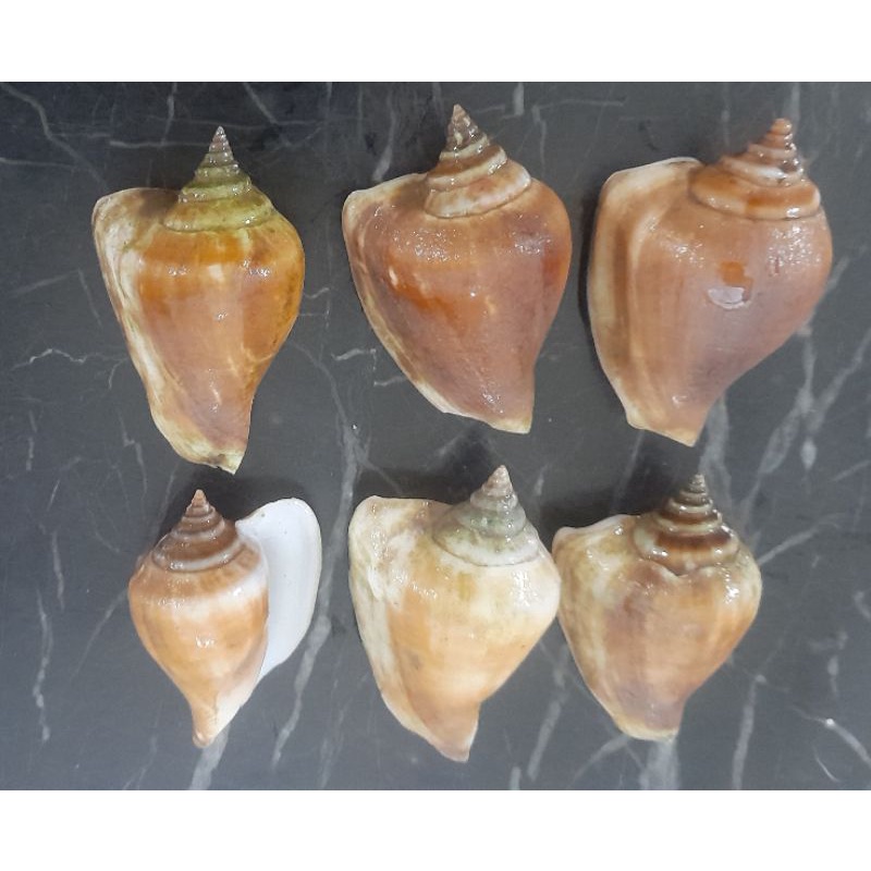 Jual KERANG GONG GONG FROZEN 500 GRAM Shopee Indonesia