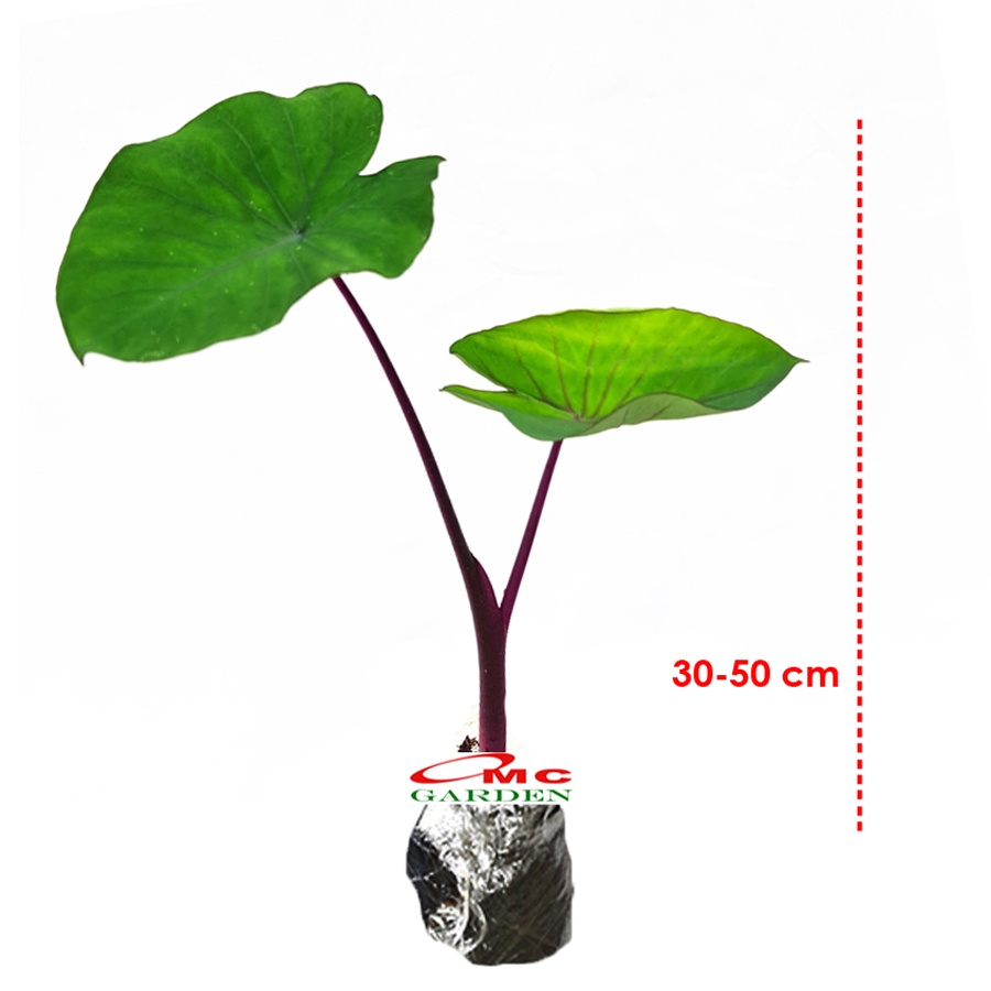 Jual Talas Ungu Bentul Merah Hitam Wulung Taroblack Black Taro Bibit(03)