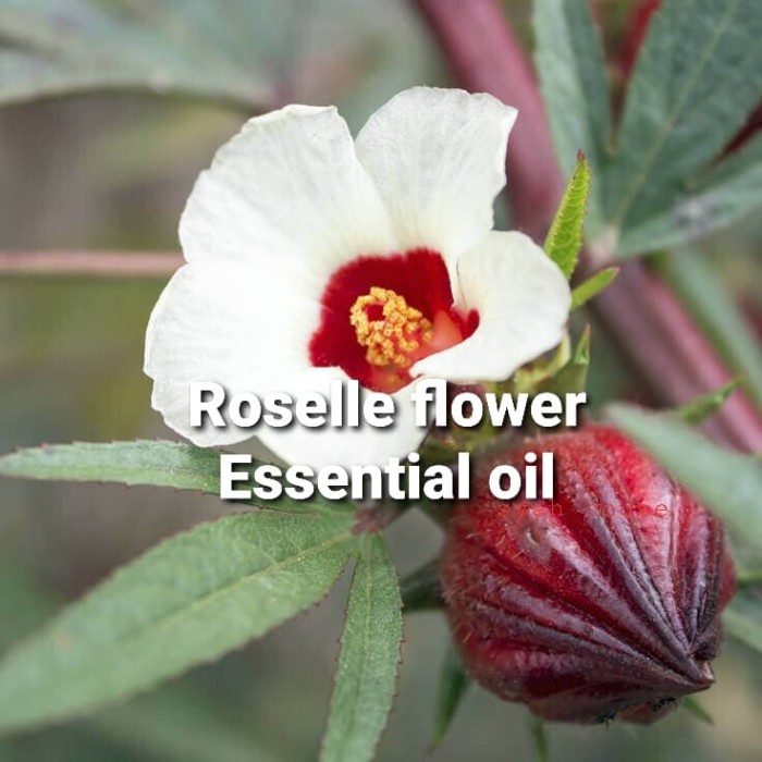 Jual Roselle Hibiscus Essential Oil 5Ml/Pure Essential Oil Shopee