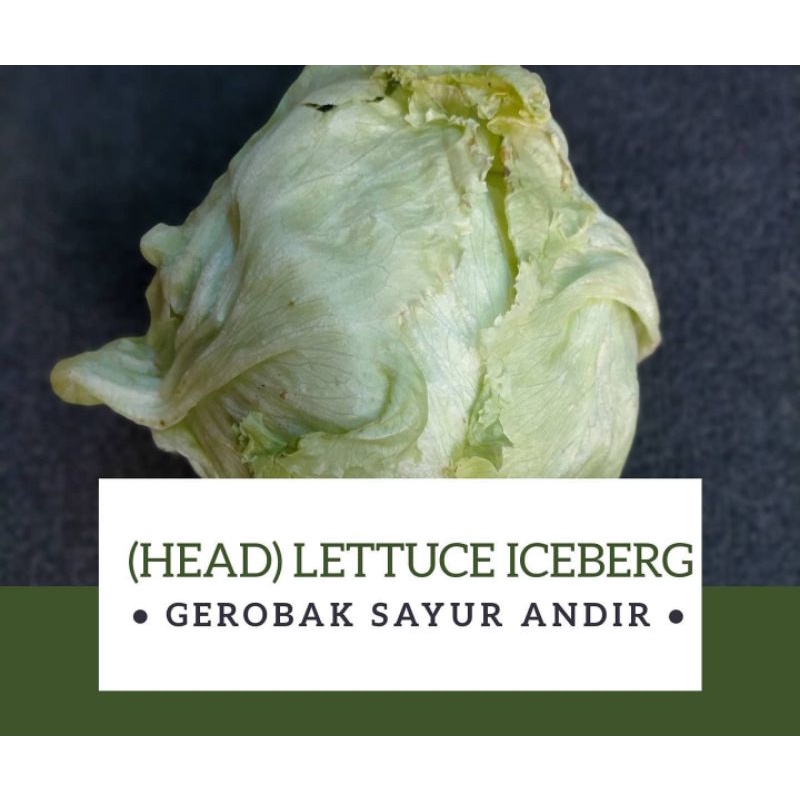 Jual Lettuce Iceberg /500gr Shopee Indonesia