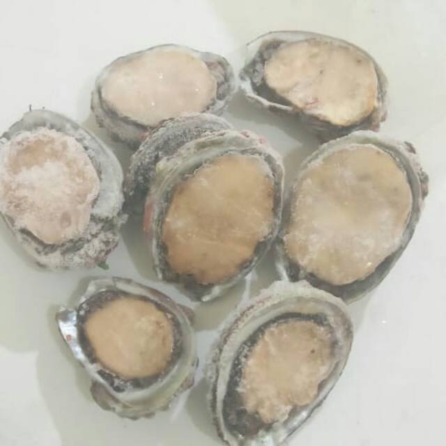 Jual Kerang abalon frozen. Isi 30 per kg Shopee Indonesia