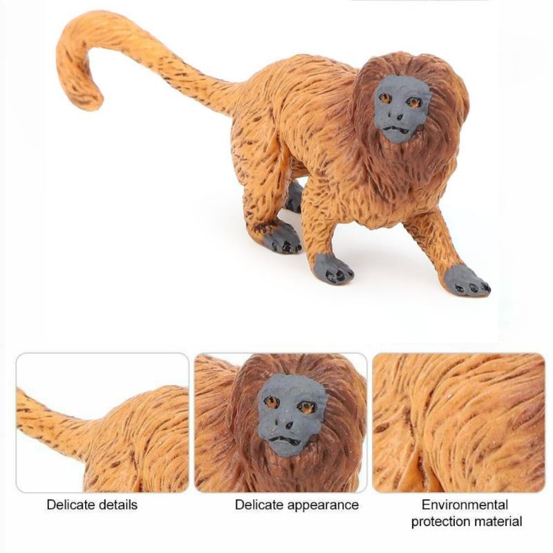 Jual Miniatur Monyet / Monkeys / Monkey / Primates GOLDEN LION TAMARIN