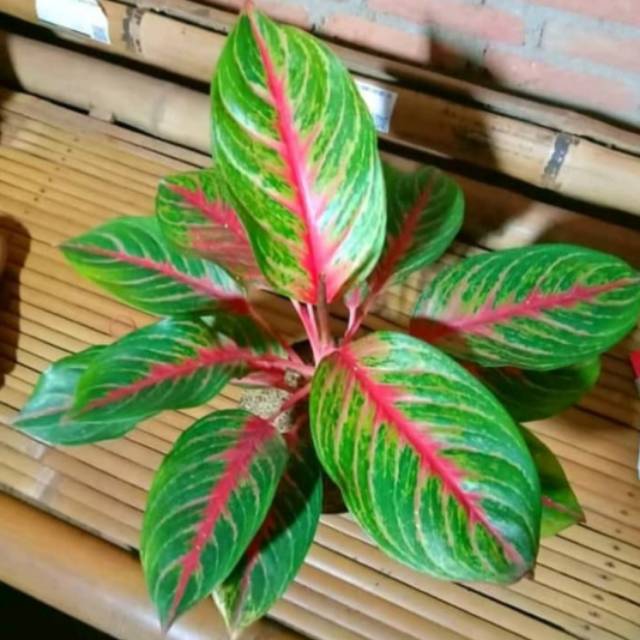 Jual Tanaman hias aglonema big mama + pot ( AGstore ) Shopee Indonesia