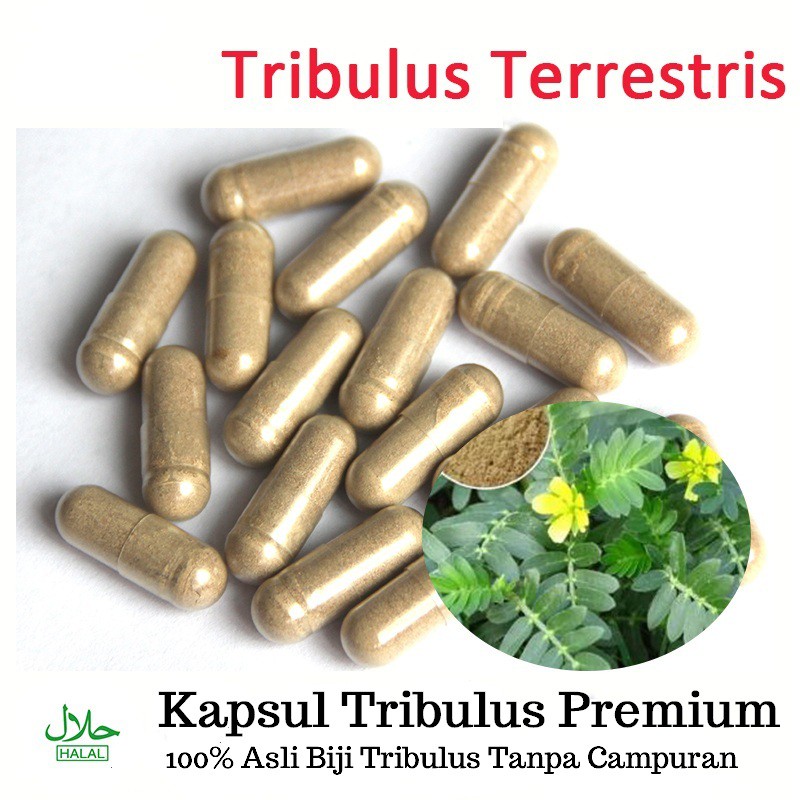 Jual KAPSUL TRIBULUS Testosteron Booster Tribulus Terrestris Herbal