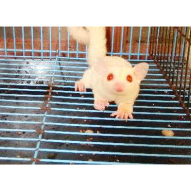 Jual Sugar glider Albino jantan Shopee Indonesia