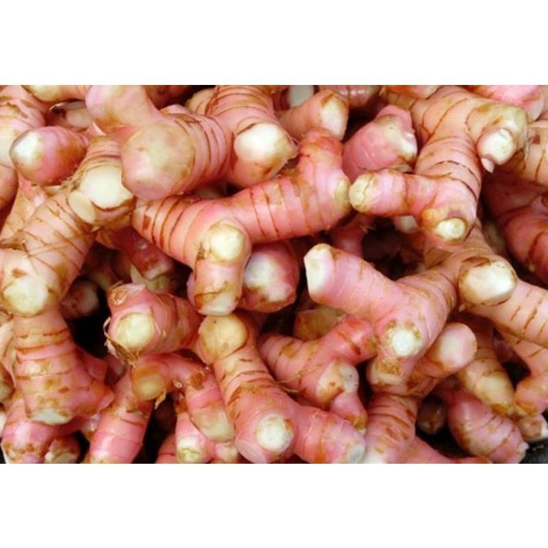 Jual LAJA LAOS LENGKUAS CANTIK LAJA / LENGKUAS 1 KG Shopee Indonesia