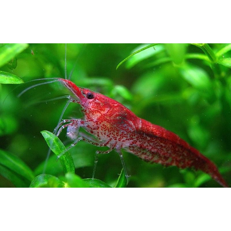 Jual Hiasan Aquarium Udang Red Cherry Alga Eater Lumut Aquarium Aquascape Shopee Indonesia