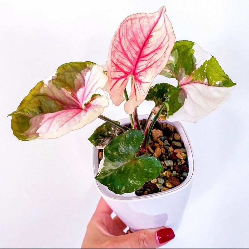 Jual TANAMAN HIAS BUNGA SYNGONIUM STRAWBERRY ICE GALAXY/ TANAMAN HIAS(03)