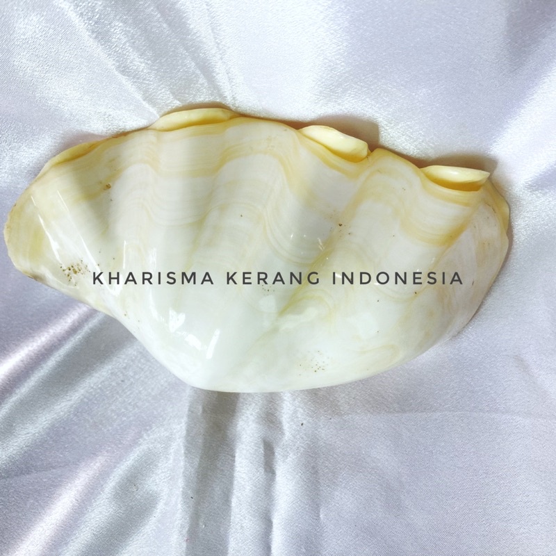 Jual TASMANIA SEA CLAM SHELL F KERANG KIMA KERANG LAUT KERANG KOLEKSI