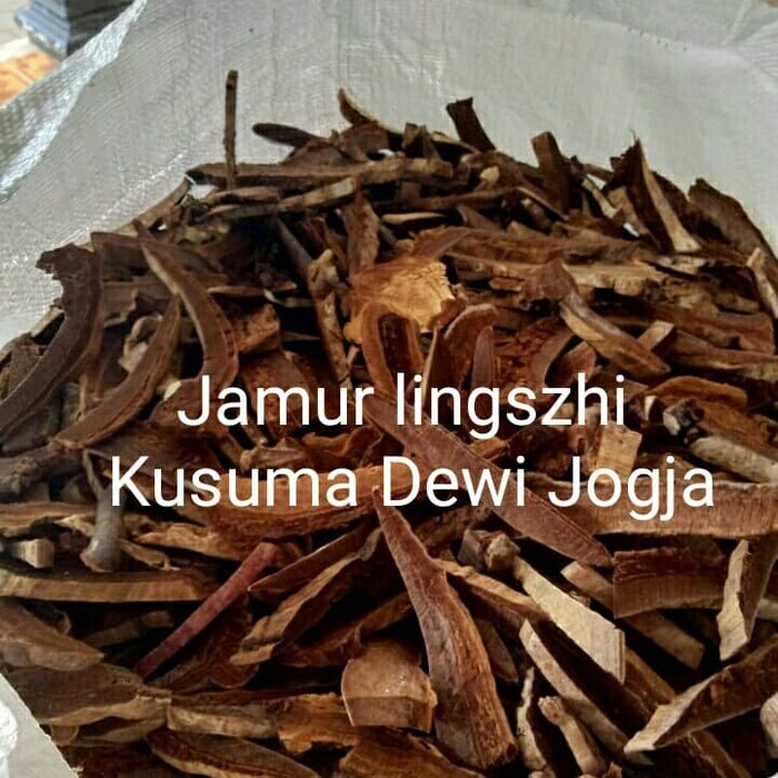 Jual Jamur Lingzhi Kering 1 kg Shopee Indonesia
