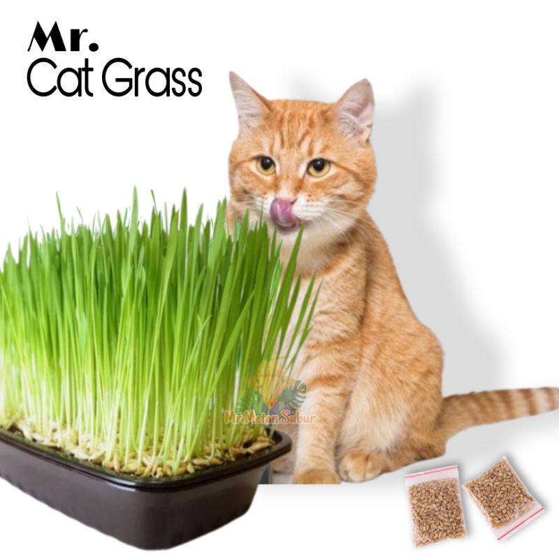 Jual Mr. Cat Grass / Wheatgrass / paket menanam tanaman untuk makan