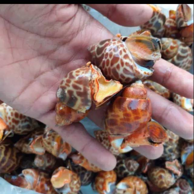 Jual Keong macan / kerang macan ( 500gr/1kg ) Shopee Indonesia