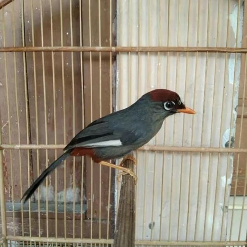 Jual Poksay Mandarin Voer Total Full Set Shopee Indonesia(03)