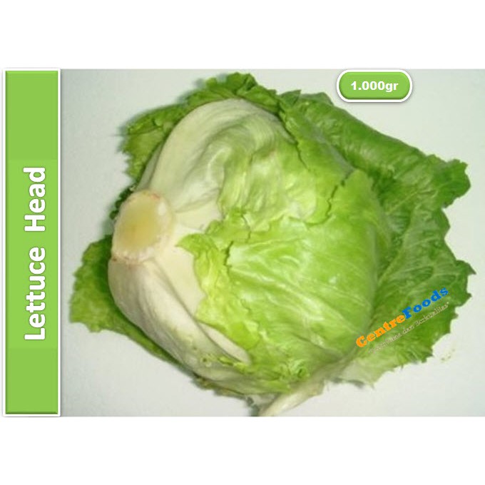 Jual Lettuce Head Jabar [ Harga Per KG ] Shopee Indonesia