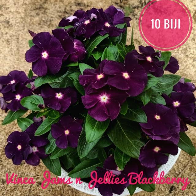 Jual Vinca Jams n Jellies Blackberry isi 10 biji ( fresh seed