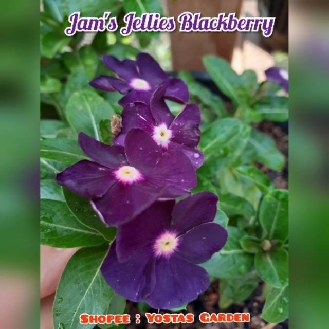 Jual Bunga Vinca Jam's Jellies Blackberry (JJB) 10 Biji Shopee Indonesia