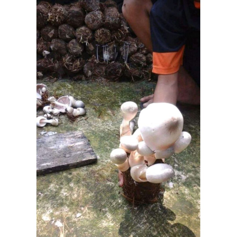 Jual Bibit Jamur Merang Putih Shopee Indonesia