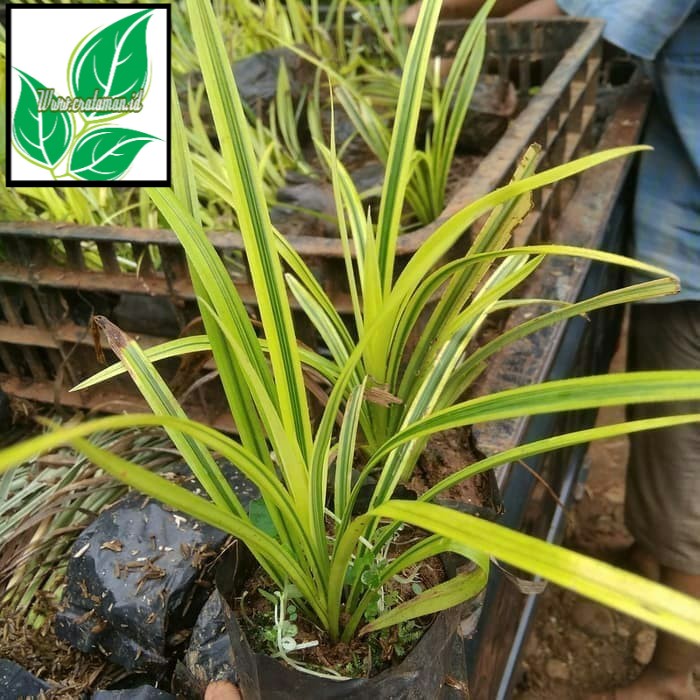 Jual Tanaman Pandan Kuning Pandan Afrika Pohon Pandan Kuning
