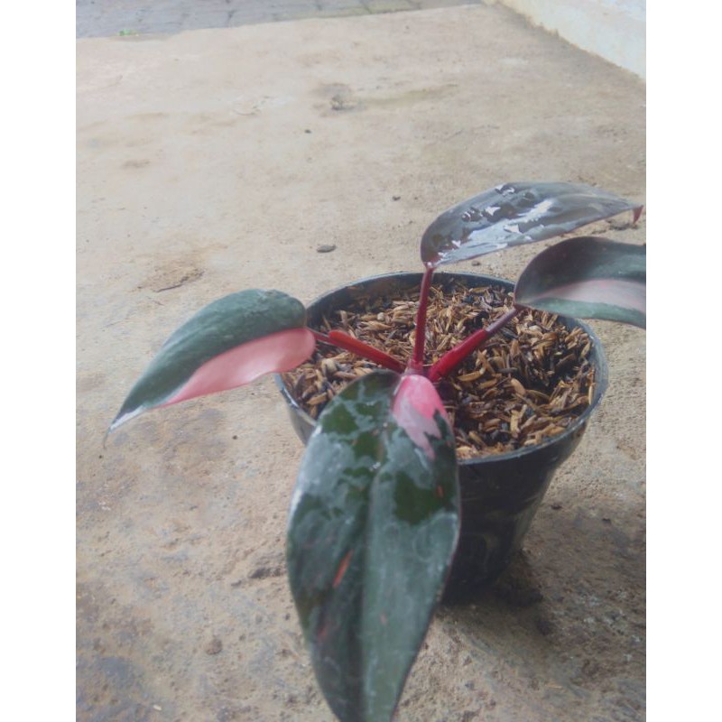 Jual philo pink princess Shopee Indonesia