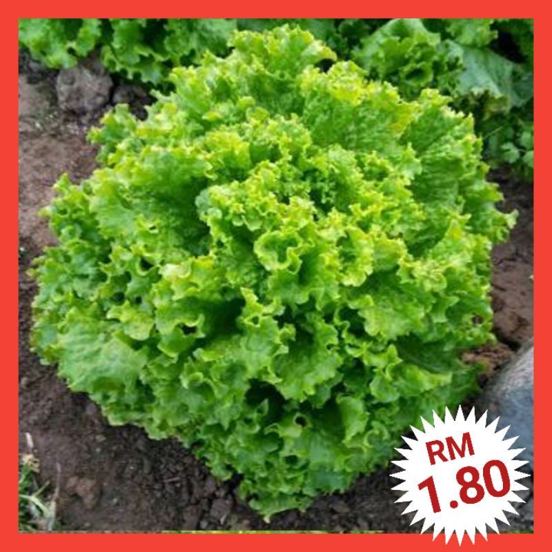 Lettuce Seeds (300+/) Biji Benih Salad / Green Coral Lettuce Seeds