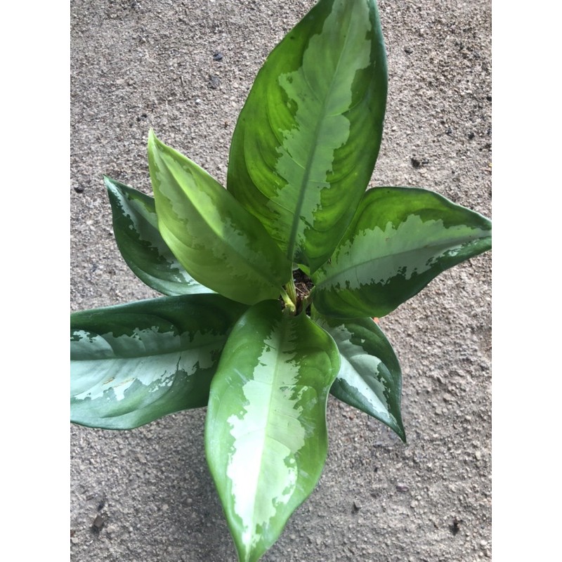 VvAglaonema pattaya beauty🌿雅丽皇后/多支/单支 Shopee Malaysia