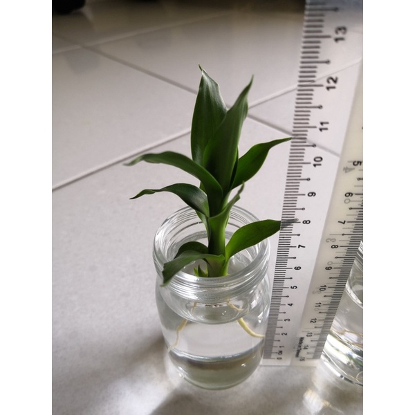 Guan Yin Bamboo 观音竹 Lucky Bamboo 富贵竹 Lucky Plant Fengshui Plant