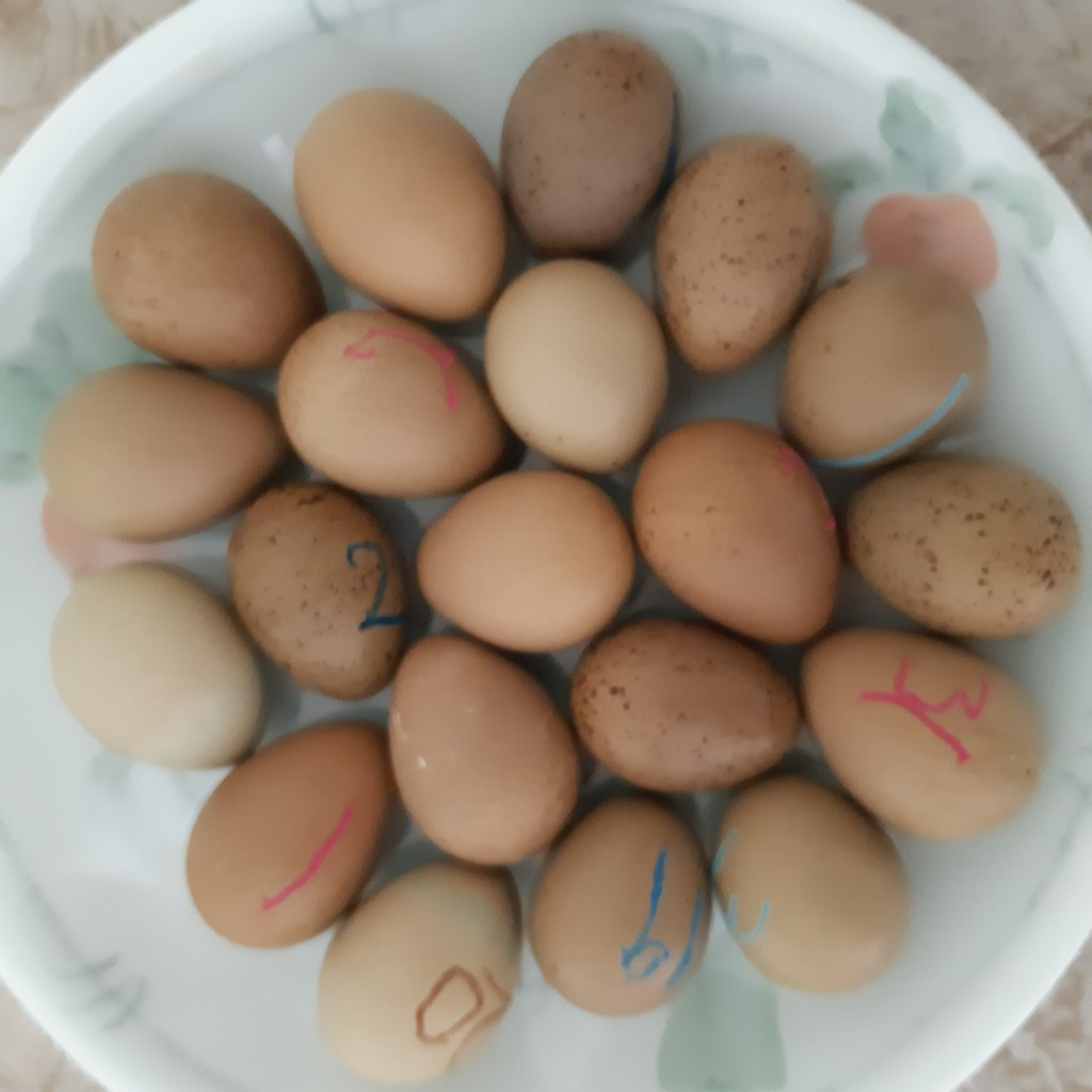 Telur puyuh mini berbenih / Button quail eggs (fertilized) set 5 biji